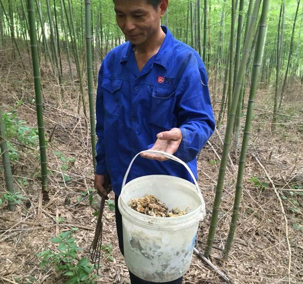 菌类知识百科_菌类知识科普_菌类知识