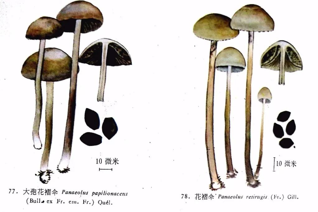 菌类知识_菌类知识点总结_菌类知识百科