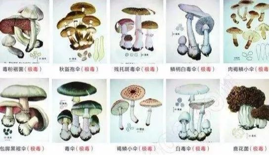 菌类知识_菌类知识百科_菌类知识点总结