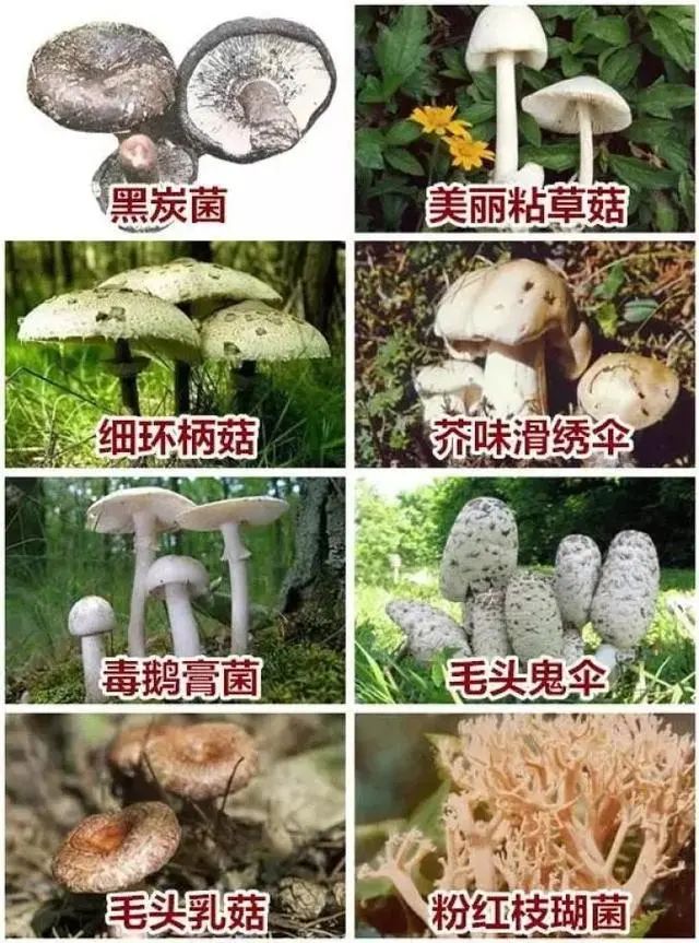 菌类知识_菌类知识点总结_菌类知识百科