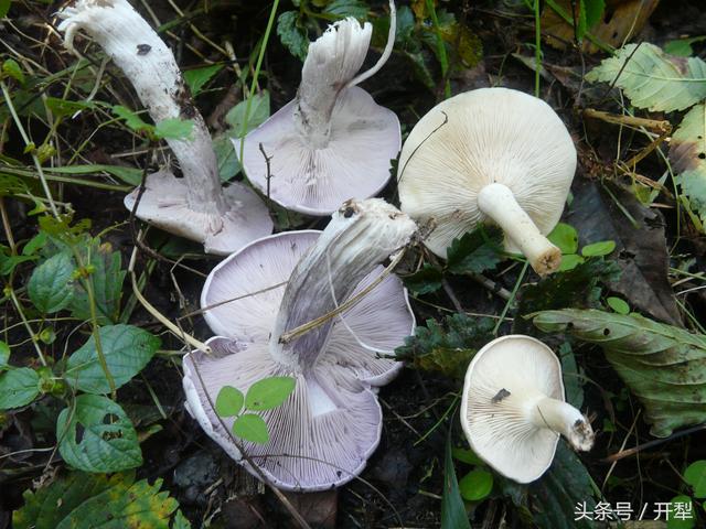 东北山区常见可食用菇类及有毒菌类介绍，小心不要误采误食哦