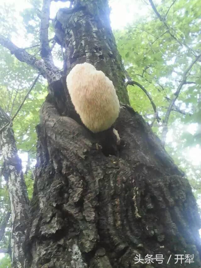 东北山区常见可食用菇类及有毒菌类介绍，小心不要误采误食哦