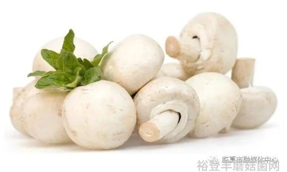 野生菌新闻稿_食用菌新闻_菌类新闻