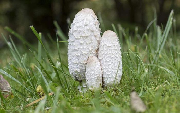 东北即将迎来吃野生菌的季节，这些野蘑菇，你都认识吗？