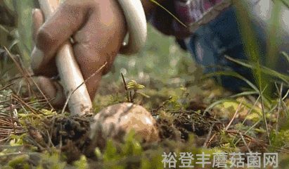 食用菌新闻_菌类新闻_野生菌新闻稿