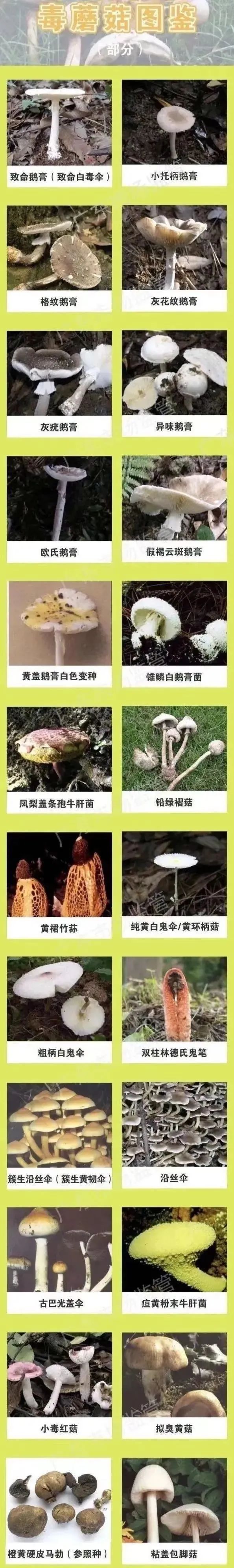 菌类知识_菌类知识科普_菌类知识百科