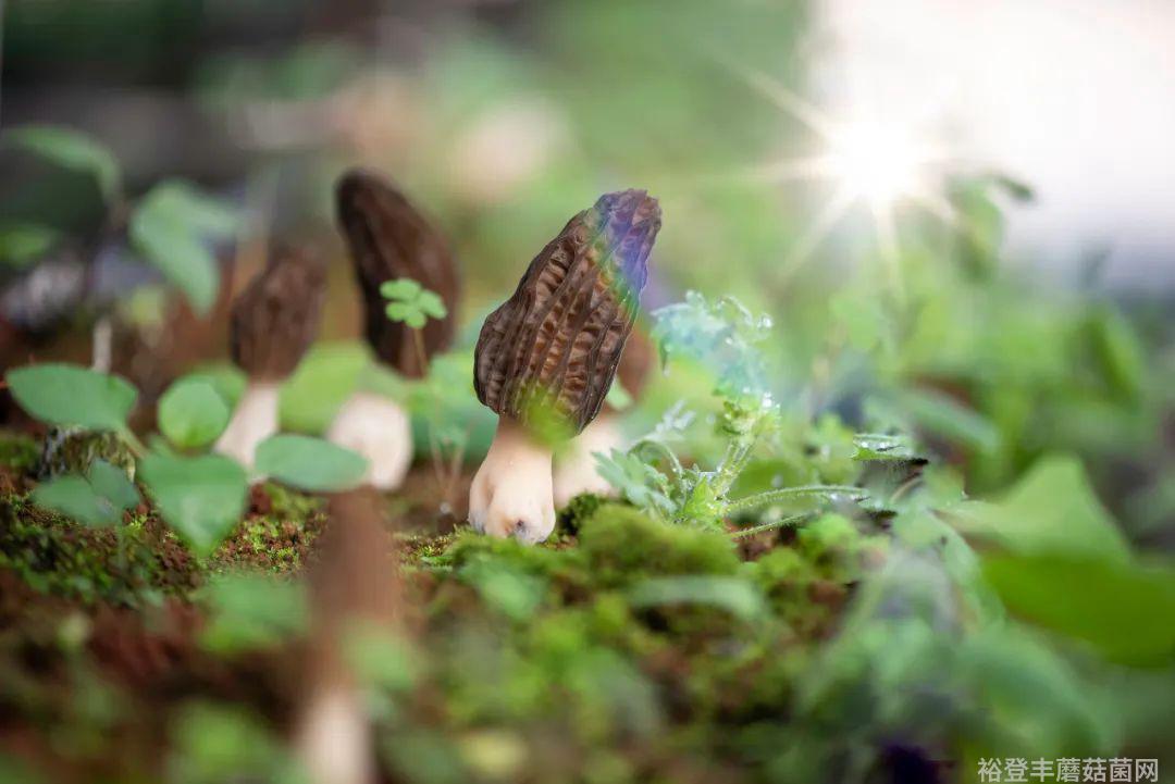 菌类新闻_野生菌新闻稿_食用菌新闻