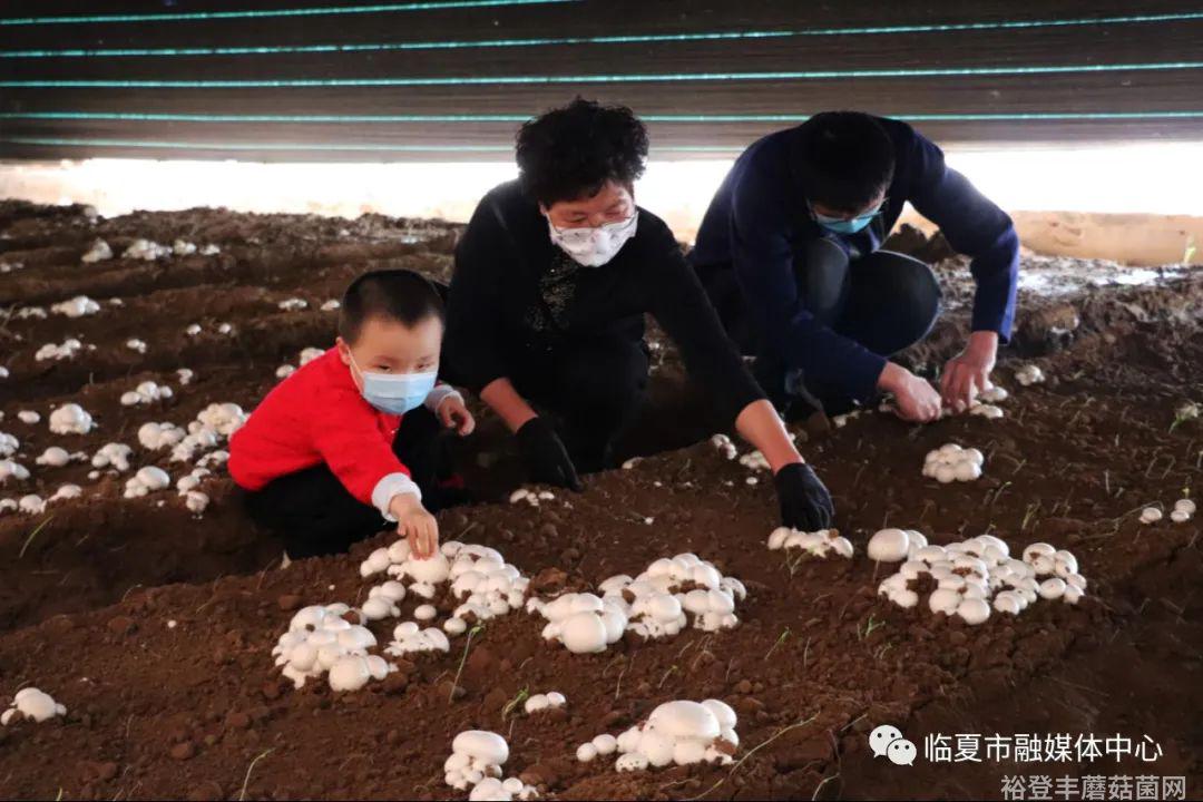 食用菌新闻_菌类新闻_野生菌新闻稿