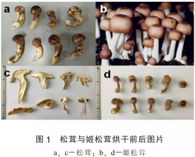 菌类研究_菌类文献_菌类检索表